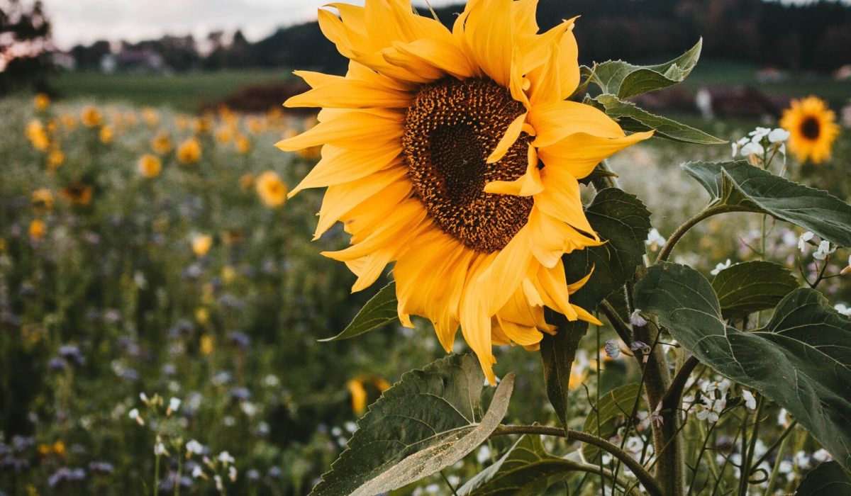 Eine schöne große Sonneblume ist zu sehen. Sie steht auf einer Wildblumenwiese, die aber nur verschwommen im Hintergrund u sehen ist. Die Stimmung ist kurz vor Abenddämmerung, die Wolken sind leicht Rosa gefärbt.